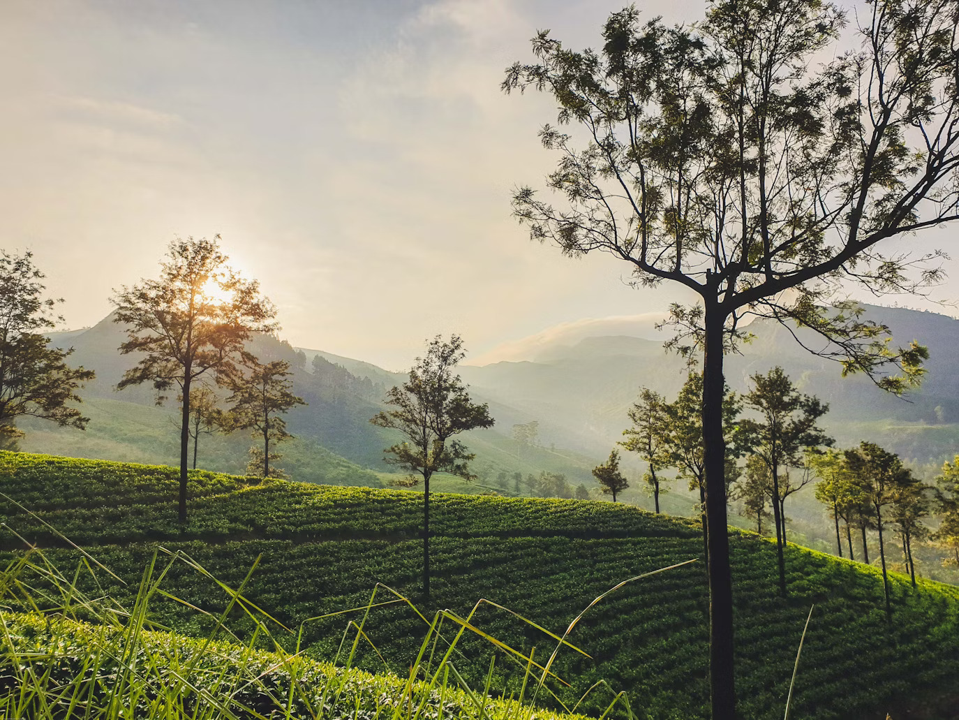 Tea Plantations